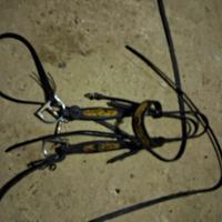 sella americana e briglia 