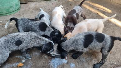 Cuccioli bracco pointer