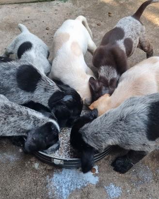 Cuccioli bracco pointer