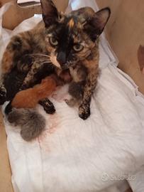 Cuccioli di gatto