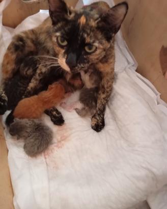 Cuccioli di gatto