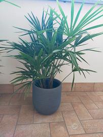 Palma Washingtonia Robusta

