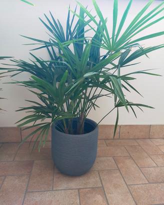 Palma Washingtonia Robusta


