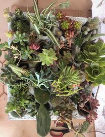 Mix talee grasse