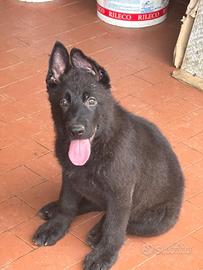 Cucciolo di Pastore Tedesco-Grigione