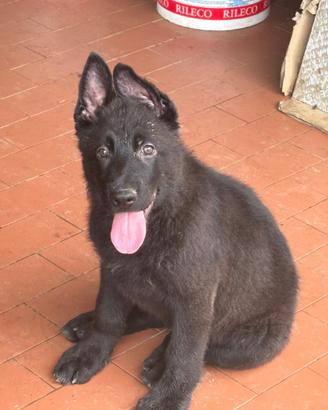 Cucciolo di Pastore Tedesco-Grigione