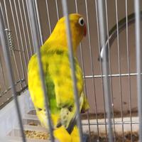 Pappagalli inseparabili personata