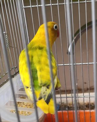 Pappagalli inseparabili personata