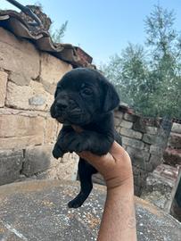 Cuccioli cane corso