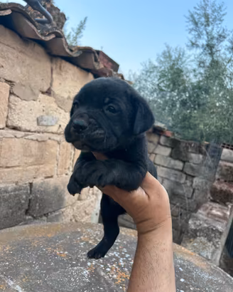 Cuccioli cane corso