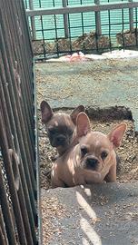 Bulldog francese