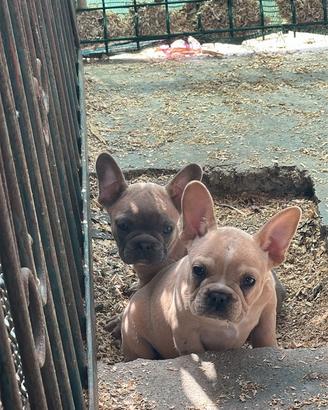 Bulldog francese