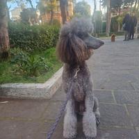 Barbone femmina silver per accoppiamento