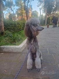 Barbone femmina silver per accoppiamento