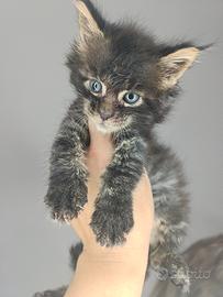 Cuccioli Maine coon