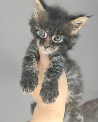 Cuccioli Maine coon