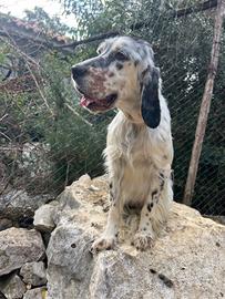 Setter inglese