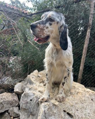 Setter inglese