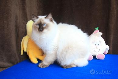 Cucciolona razza ragdoll con pedigree anfi