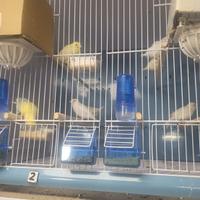 Canarini anellati e no