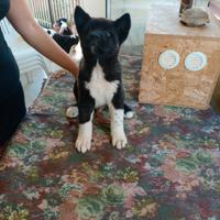 Cuccioli di Akita americano