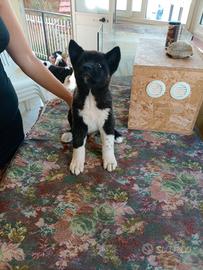 Cuccioli di Akita americano