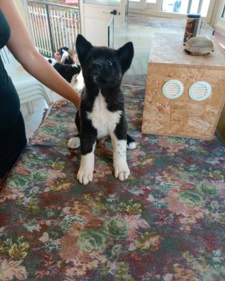 Cuccioli di Akita americano