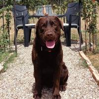 Labrador retriver