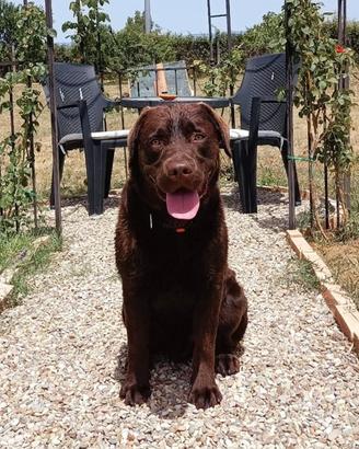 Labrador retriver
