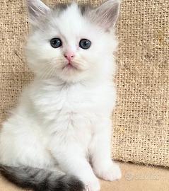 Gattino persiano normotipo maschio