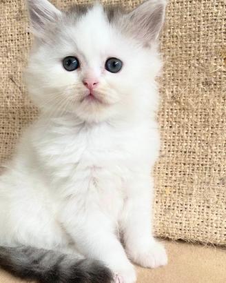 Gattino persiano normotipo maschio