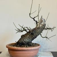 Prunus Dulcis (MANDORLO) - Yamadori siciliano