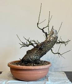 Prunus Dulcis (MANDORLO) - Yamadori siciliano