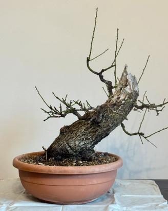 Prunus Dulcis (MANDORLO) - Yamadori siciliano