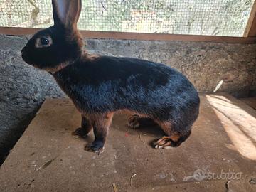 Lepri focate maschio