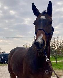 Cavalla per salto ad ostacoli