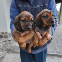 Cuccioli dachsbracke