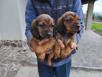 Cuccioli dachsbracke