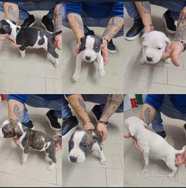 Cuccioli amstaff