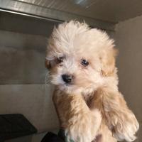 Maltipoo