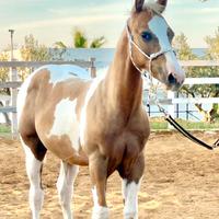 Puledro Paint Horse