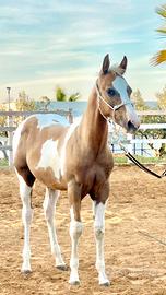 Puledro Paint Horse