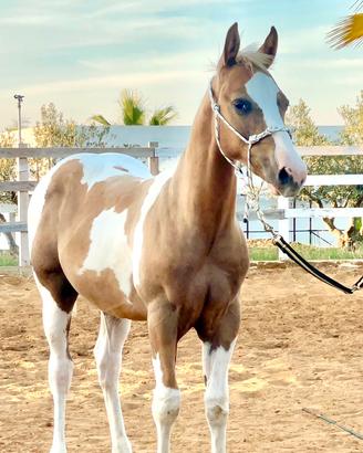 Puledro Paint Horse