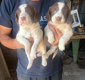 Cuccioli da tartufo