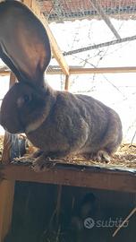 Conigli incroci giganti