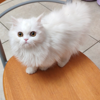 Gatto persino