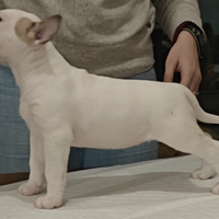 Cuccioli bull terrier