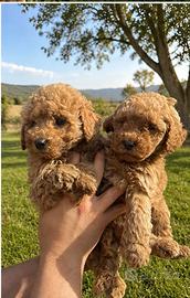Maltipoo