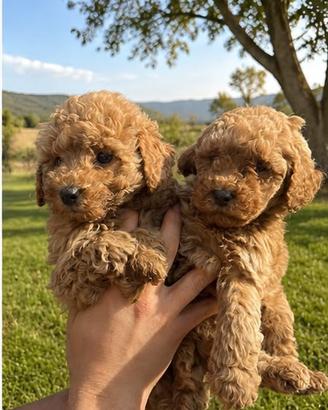 Maltipoo