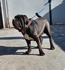Mastino napoletano